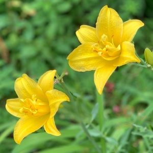 Meet your Posher, Desi